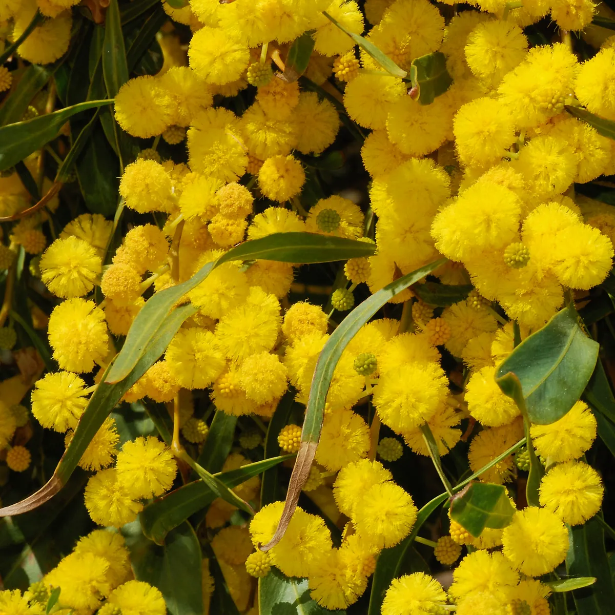 Acacia / Mimosa bleuâtre