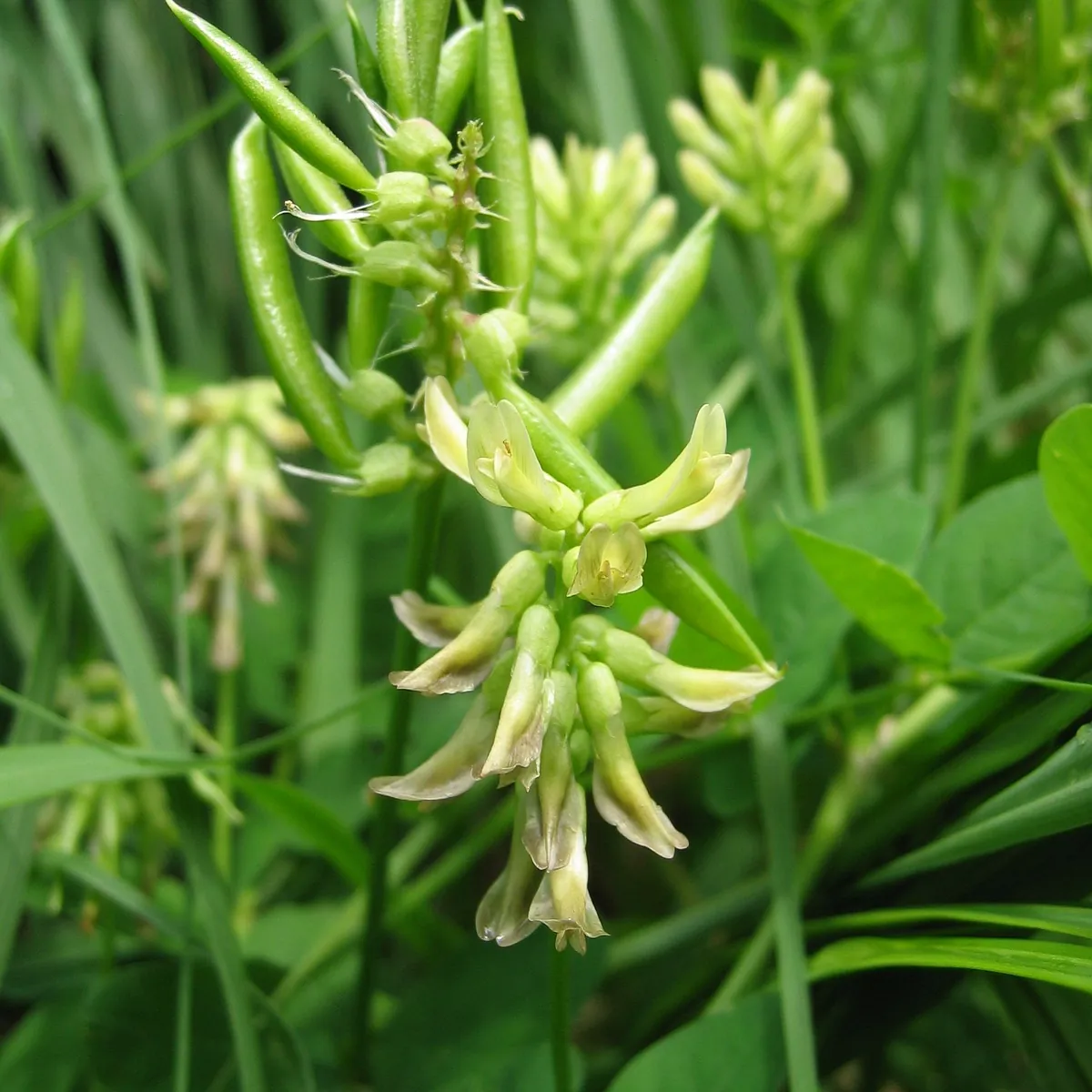 Astragale armé / Astragale des steppes