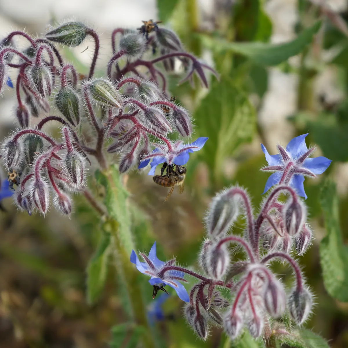 Bourrache officinale