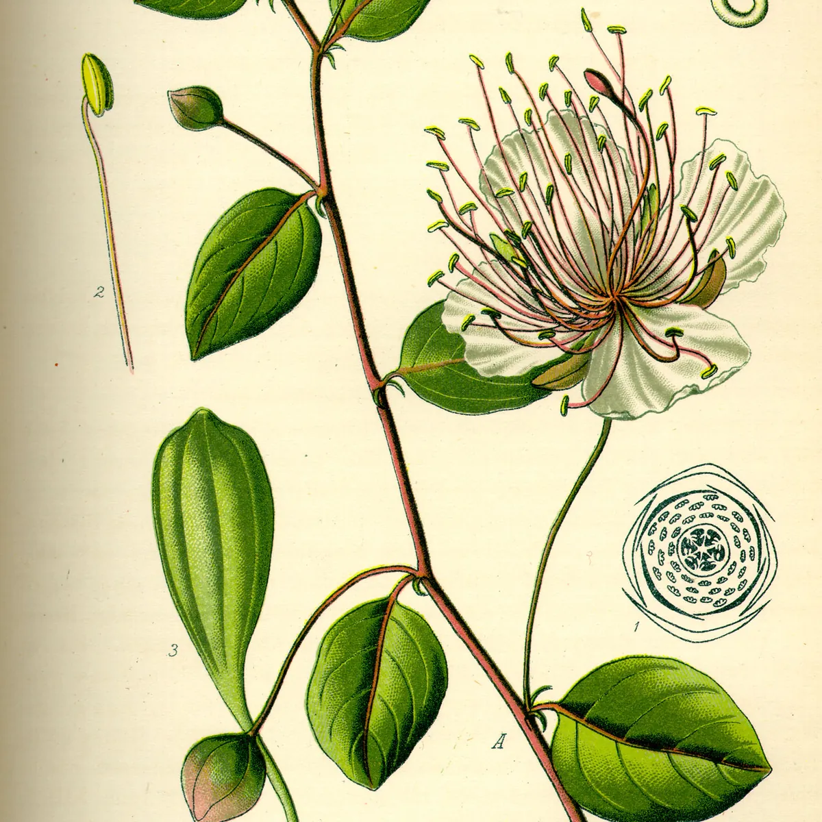 Câprier sauvage