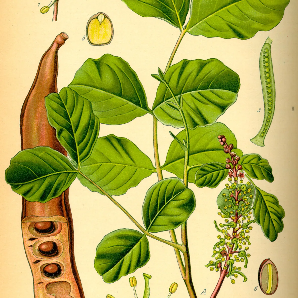 Caroubier