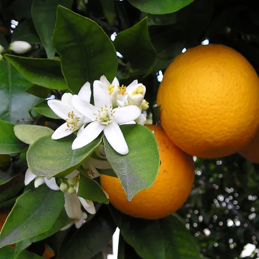 Agrumes (Oranger, Citronnier, Mandarinier)