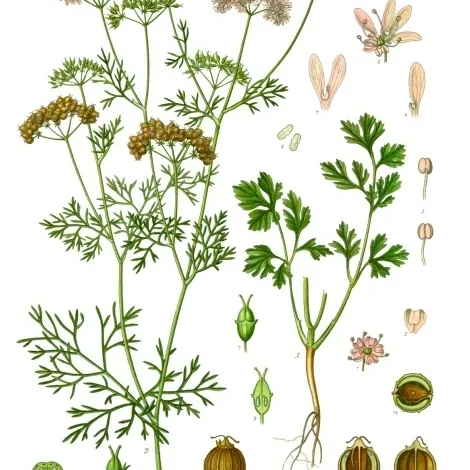 Coriandre