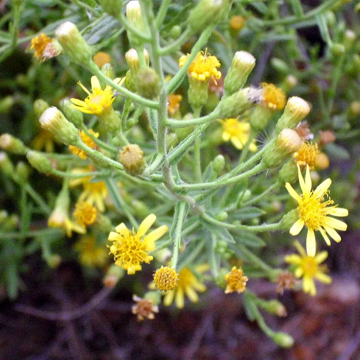 Inule visqueuse