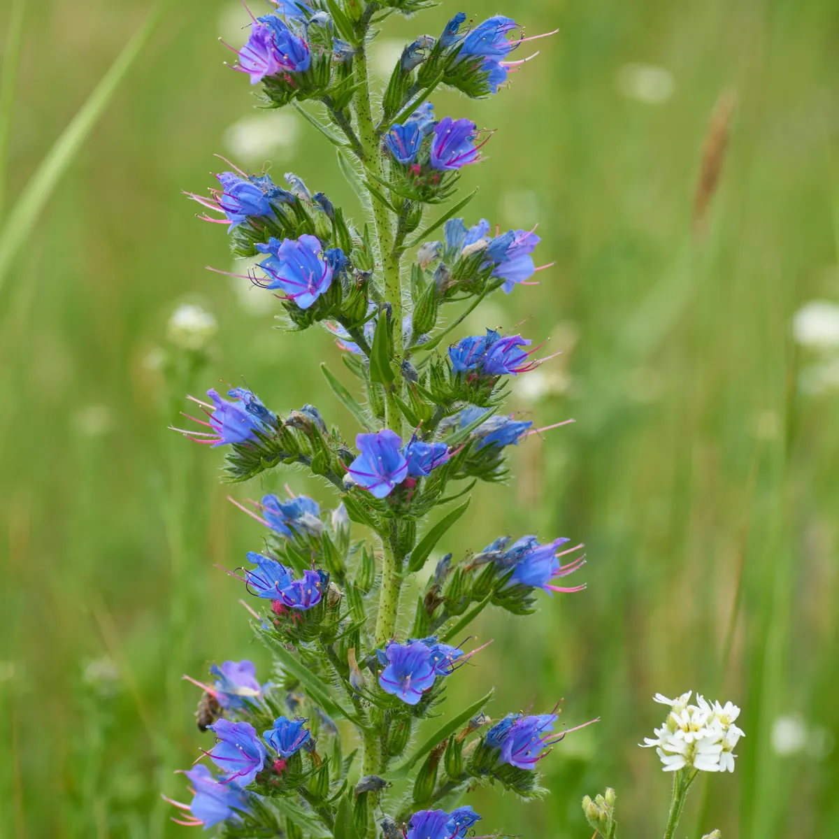Vipérine