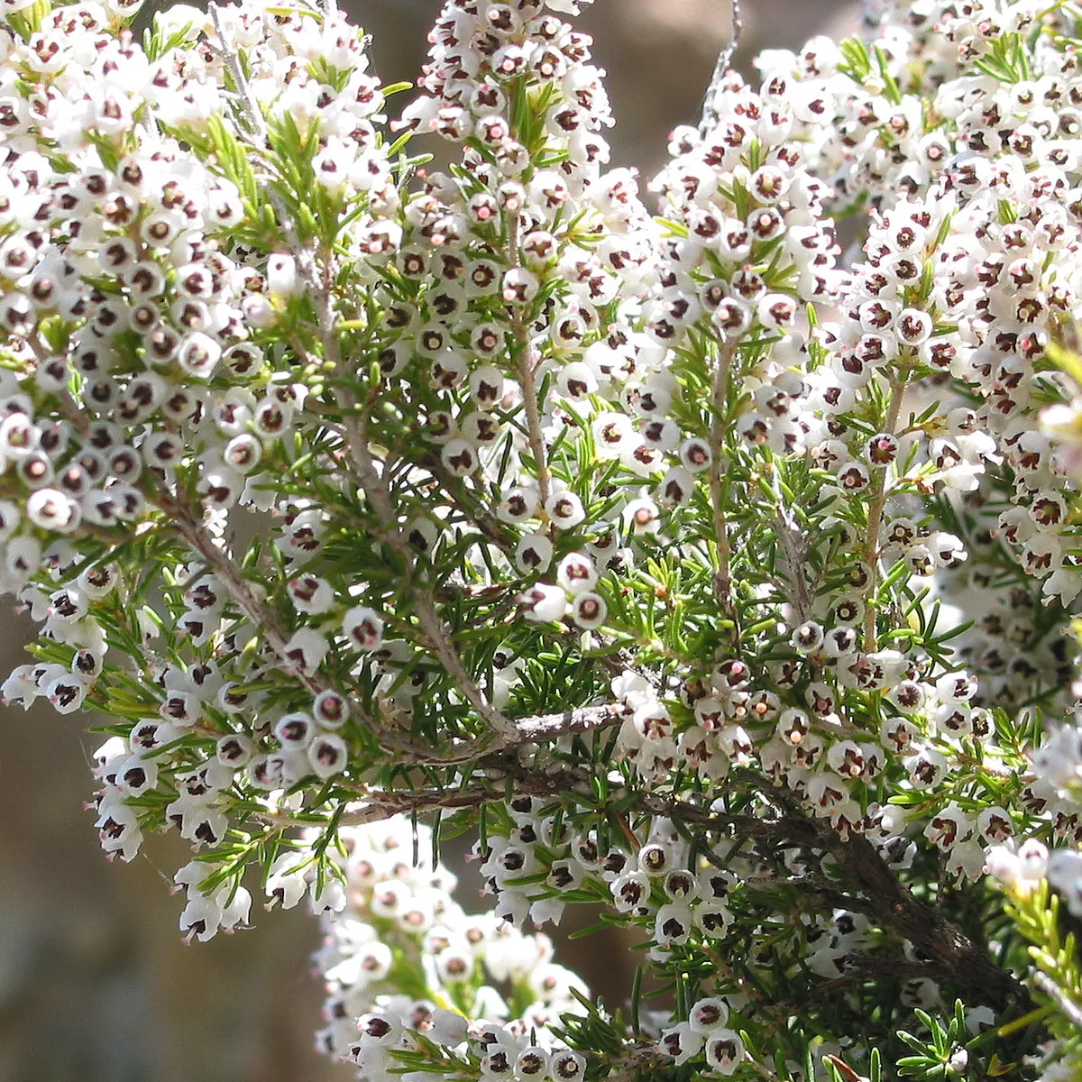 Bruyère arborescente