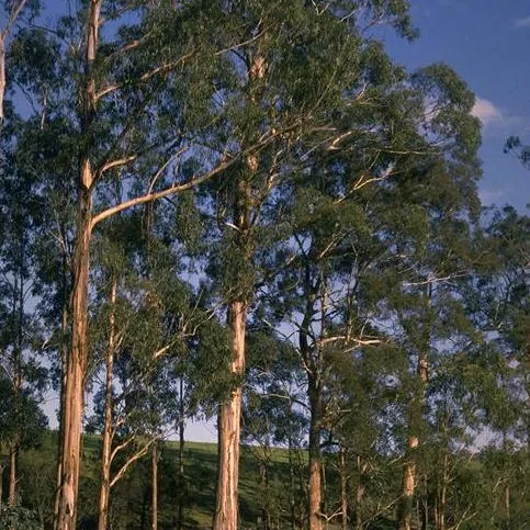 Eucalyptus