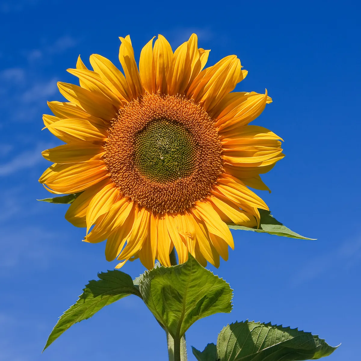 Tournesol