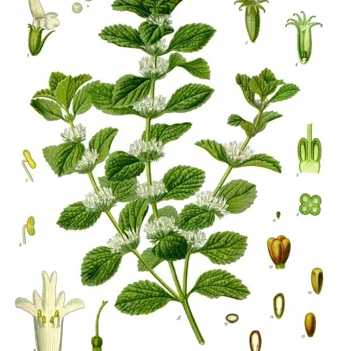 Marrube blanc