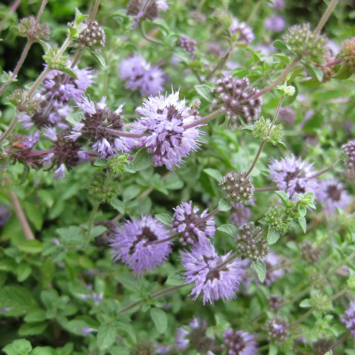 Menthe sauvage / Menthe pouliot