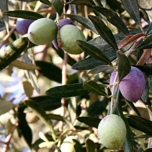 Olive Tree