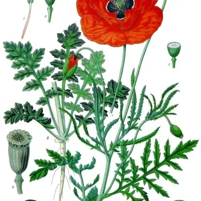 Coquelicot