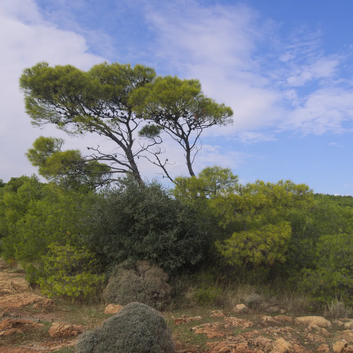Aleppo Pine (Honeydew)